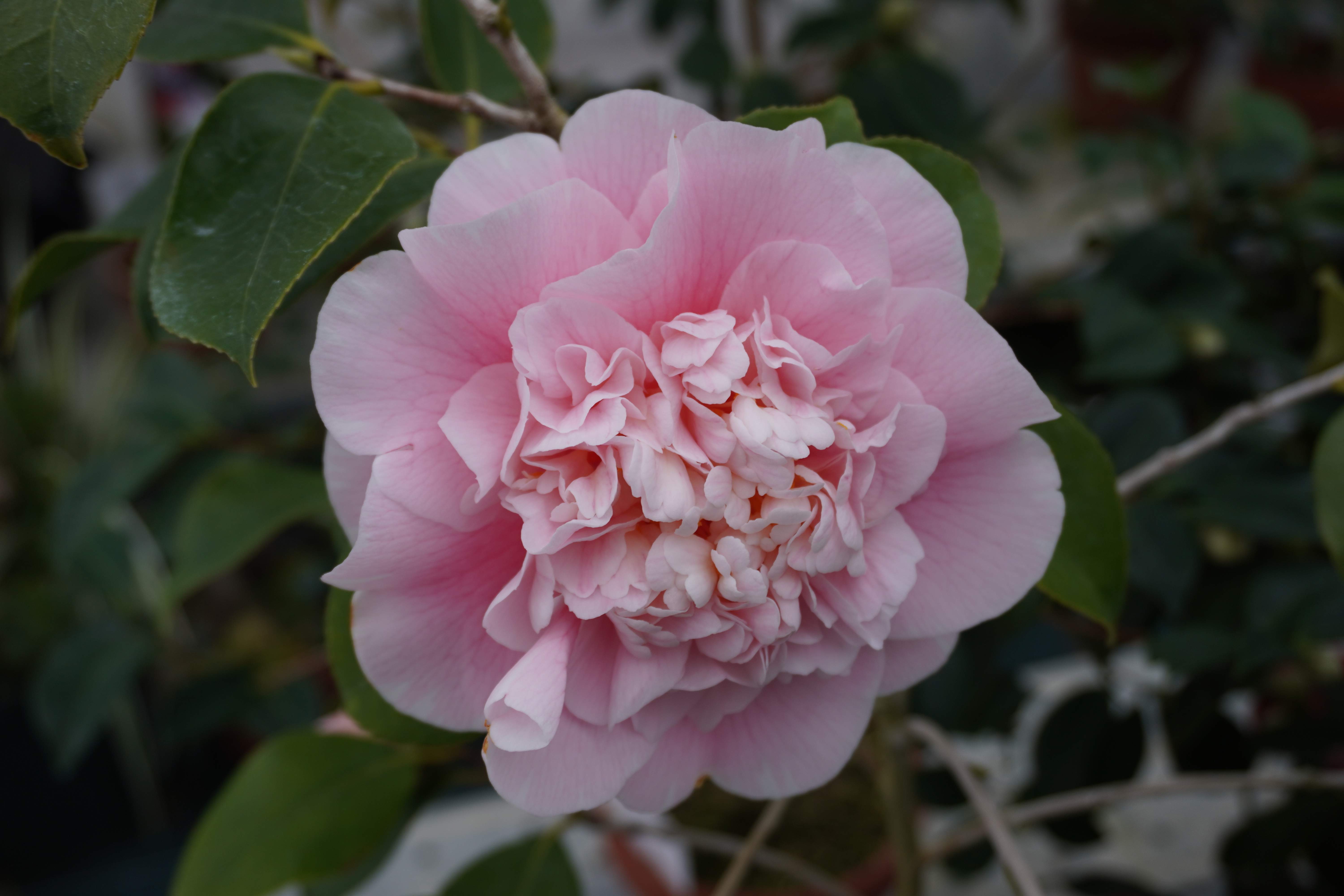 世界の椿館・碁石